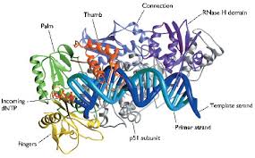 transcriptase是什么意思