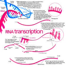 transcription是什么意思