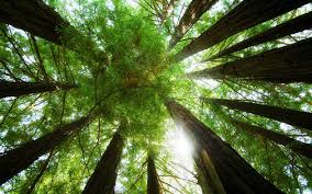 treetop是什么意思