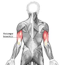 triceps是什么意思