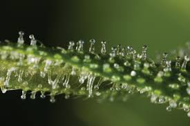 trichome是什么意思