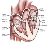 tricuspid是什么意思