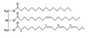 triglyceride是什么意思