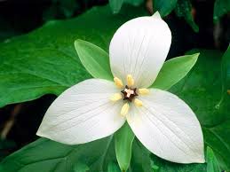 trillium是什么意思