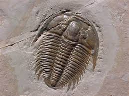 trilobite是什么意思