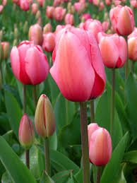 tulip是什么意思