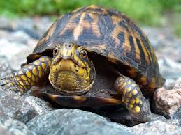 turtle是什么意思