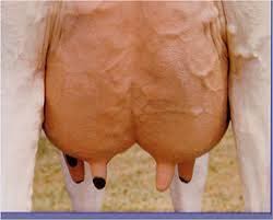 udder是什么意思