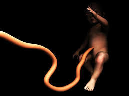 umbilical是什么意思
