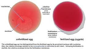 unfertilized是什么意思