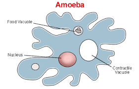 unicellular是什么意思