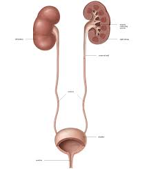 ureter是什么意思