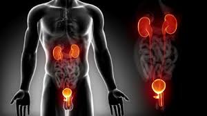 urogenital是什么意思