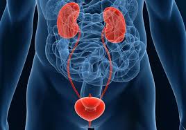 urology是什么意思
