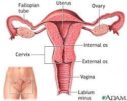 uterus是什么意思