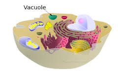vacuole是什么意思
