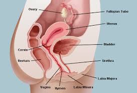 vagina是什么意思