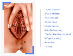 vaginal是什么意思