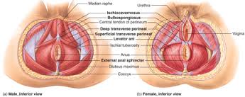 vaginismus是什么意思