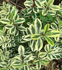variegated是什么意思