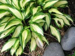 variegation是什么意思