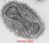 variola是什么意思