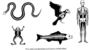 vertebrate是什么意思