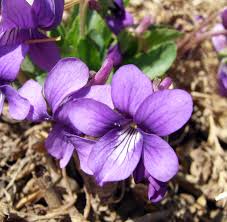 violet是什么意思
