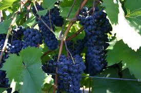 viticulture是什么意思