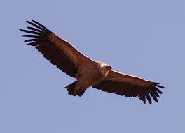 vulture是什么意思