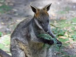 wallaby是什么意思