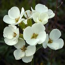 wallflower是什么意思