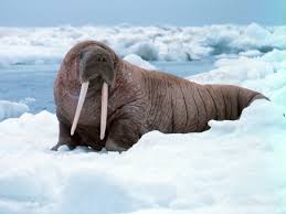 walrus是什么意思