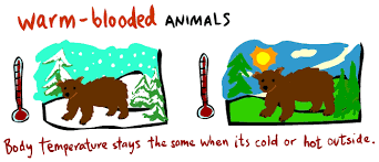 warm-blooded是什么意思