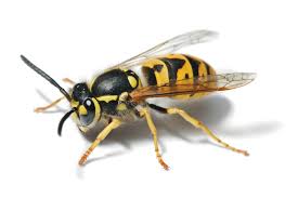 wasp是什么意思