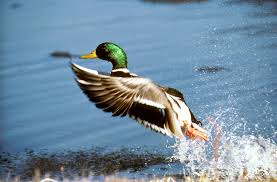 waterfowl是什么意思