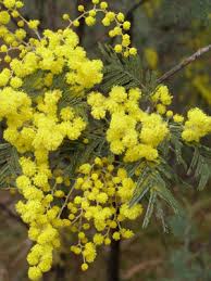 wattle是什么意思