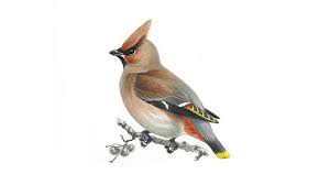 waxwing是什么意思