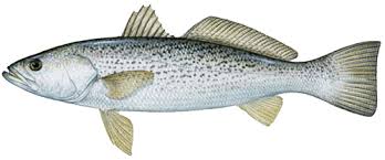 weakfish是什么意思