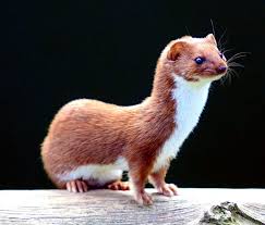 weasel是什么意思