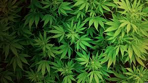 weed是什么意思