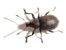 weevil是什么意思