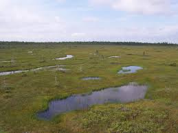 wetland是什么意思