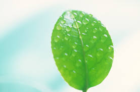 wetness是什么意思