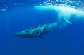 whale是什么意思