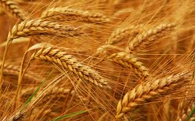 wheat是什么意思