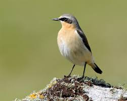 wheatear是什么意思