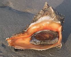 whelk是什么意思