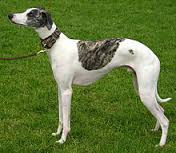 whippet是什么意思