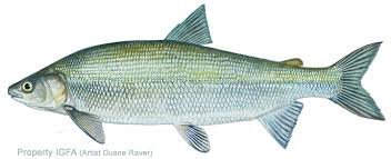 whitefish是什么意思